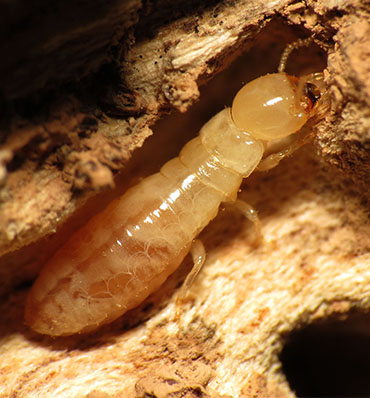 Diagnostic Termites Lyon